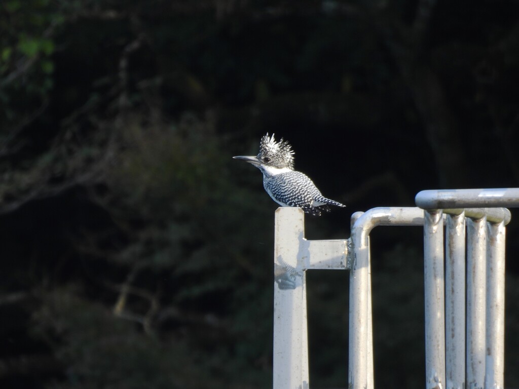 ヤマセミ