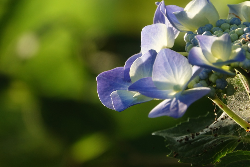 紫陽花