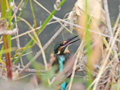 カワセミ