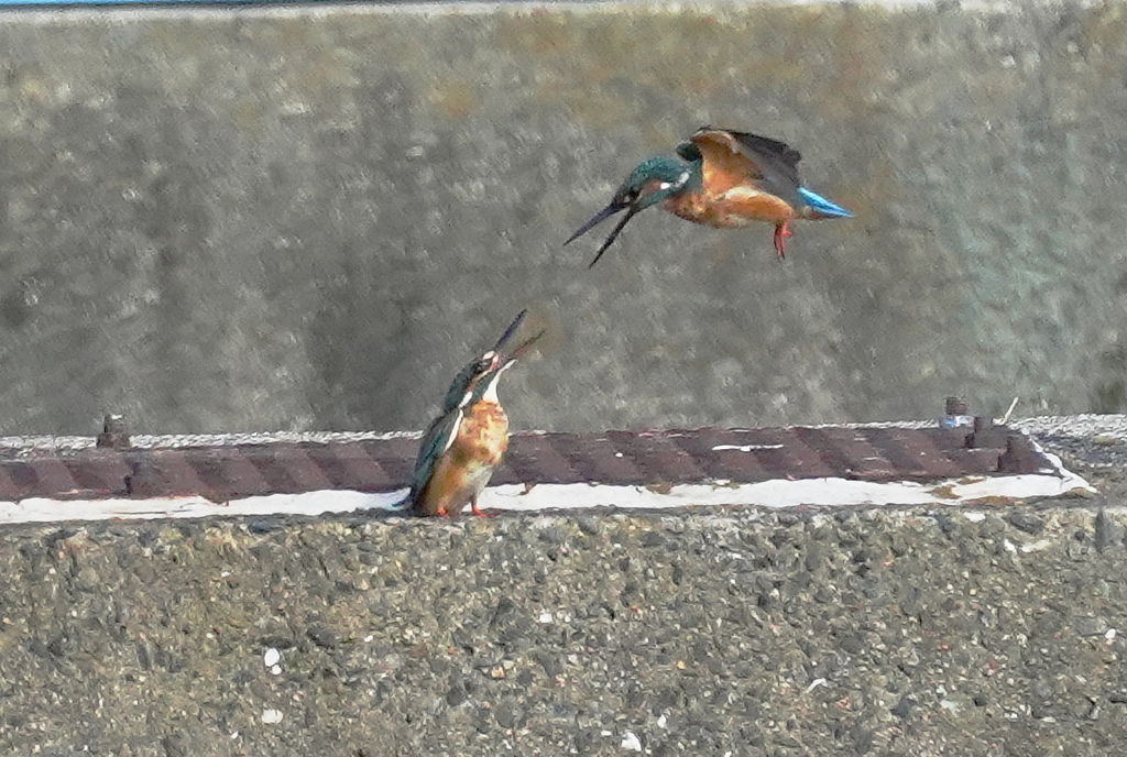 カワセミ