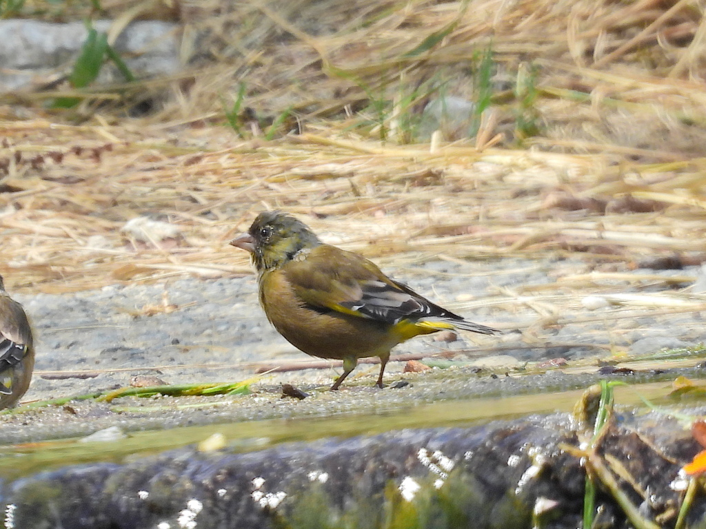 カワラヒワ