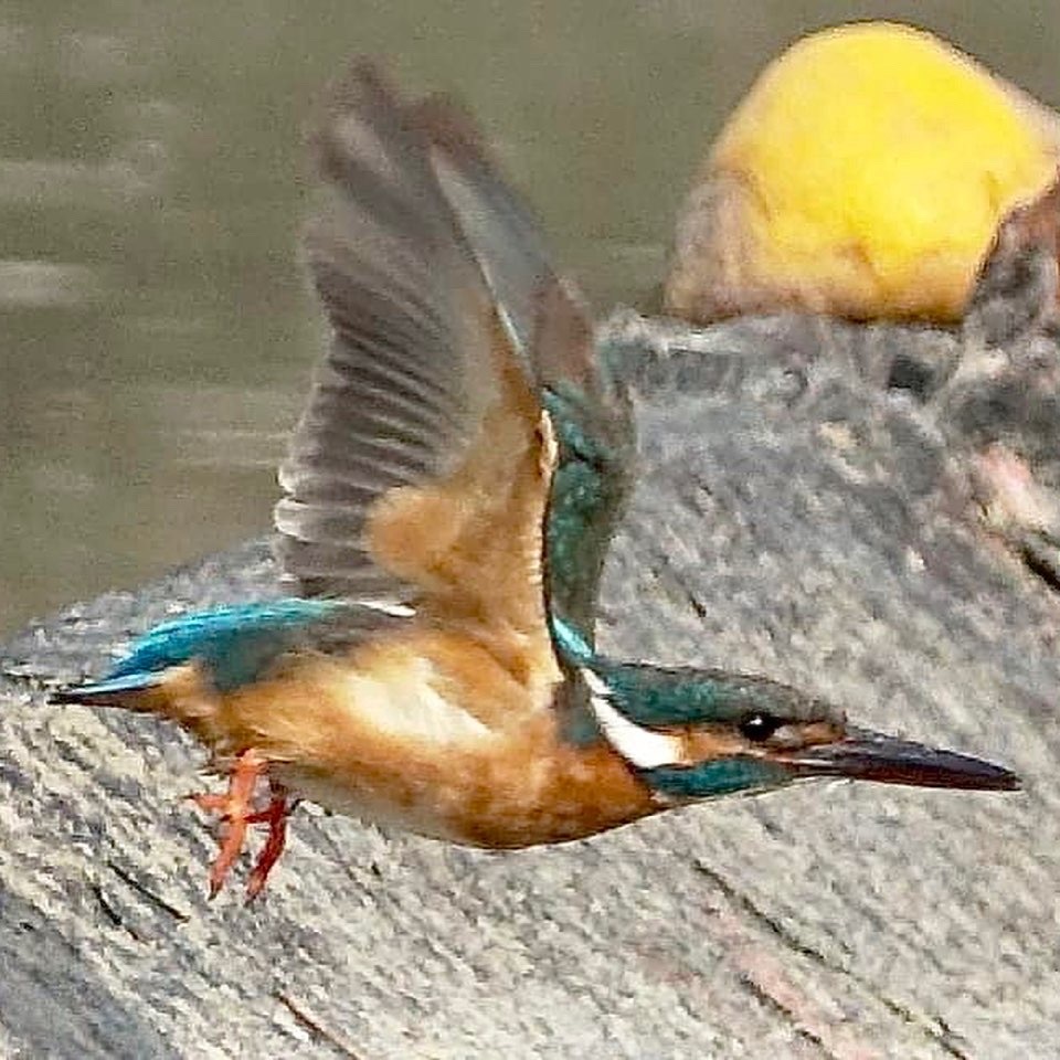 狙った獲物は・・・