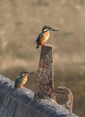 今朝のカワセミ