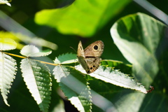 こうらなみじゃのめ