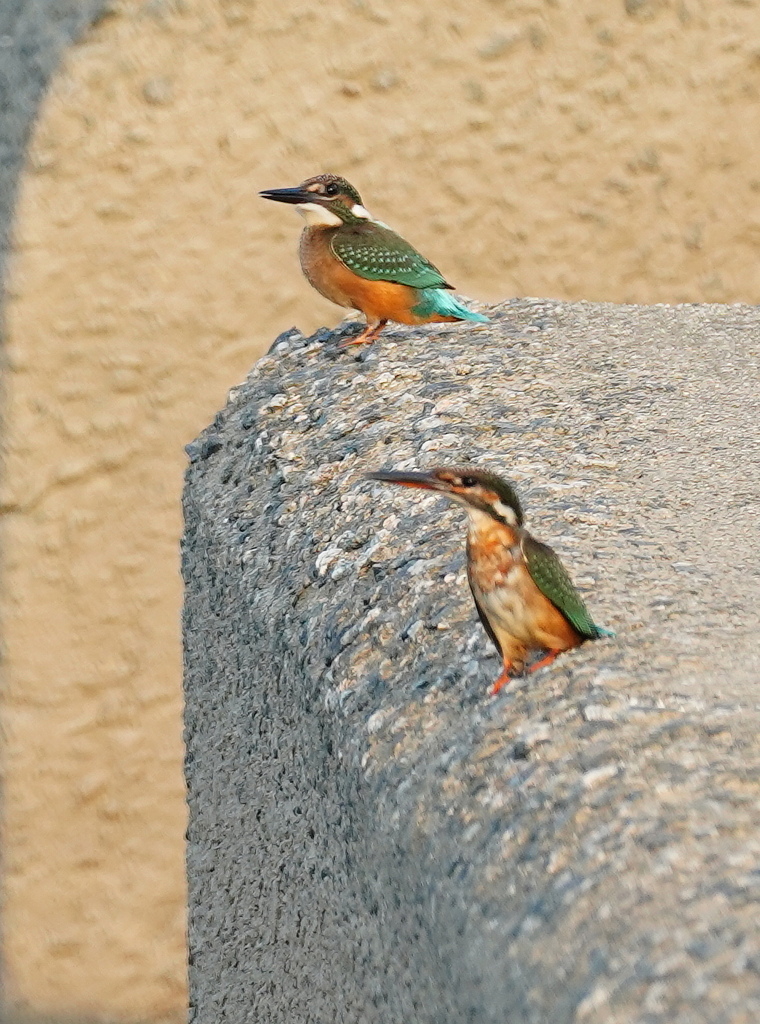 カワセミ－仲良し