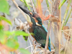 カワセミ