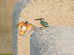 カワセミ－縄張り争い