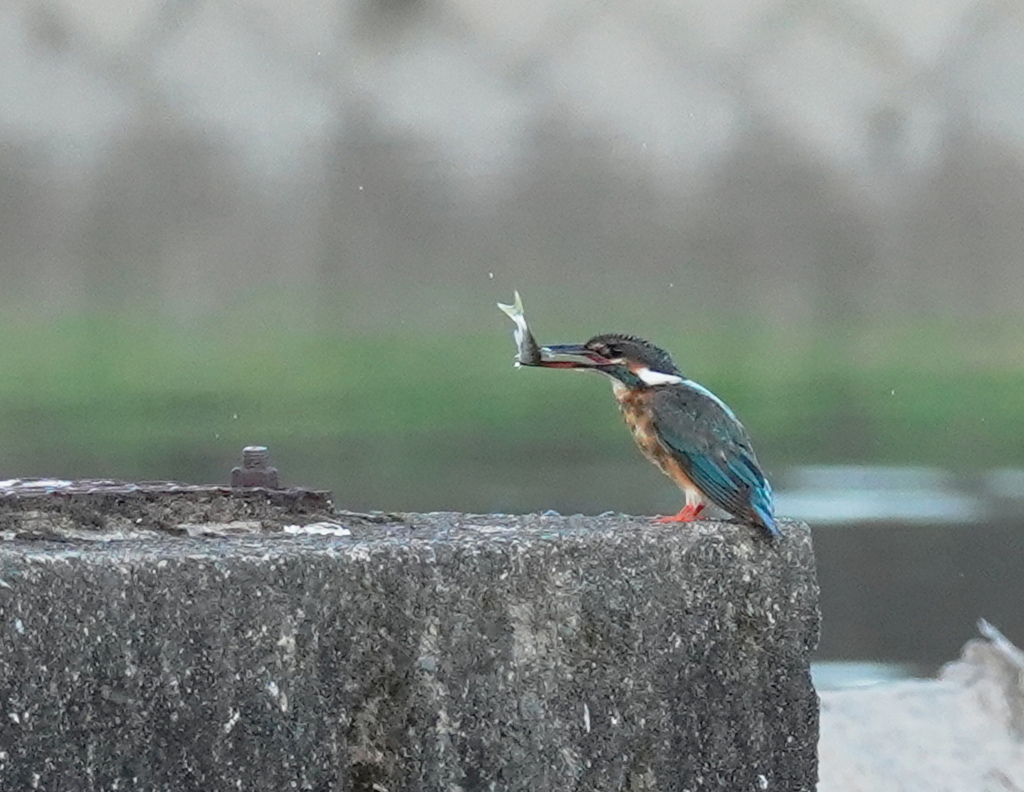 カワセミ