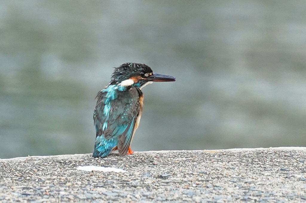 朝のカワセミ君