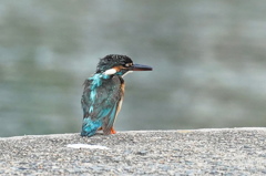 朝のカワセミ君