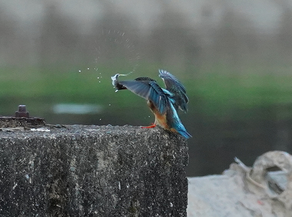 カワセミ
