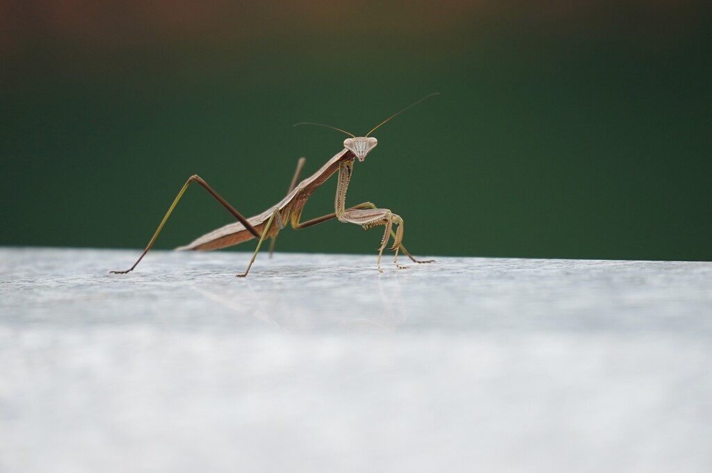 カマキリ