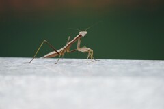 カマキリ