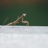 カマキリ