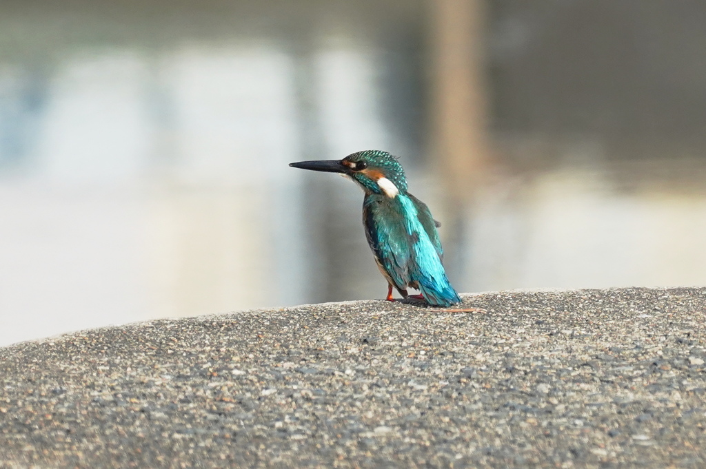 朝のカワセミ2