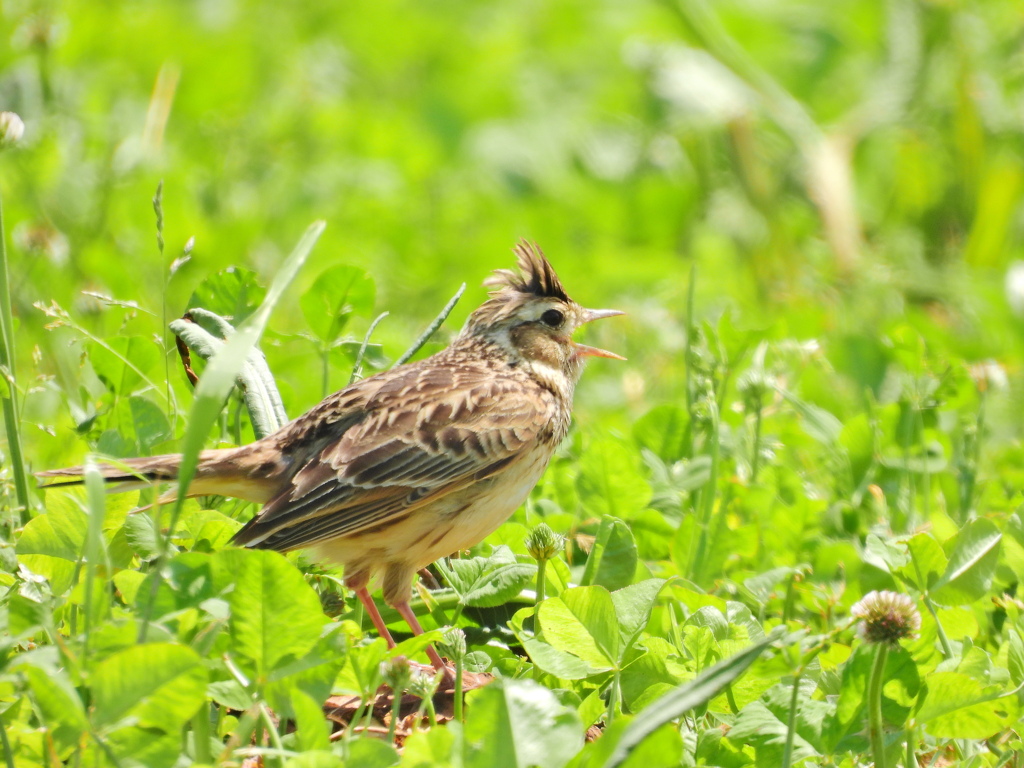 ヒバリ（幼鳥）