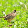 ヒバリ（幼鳥）