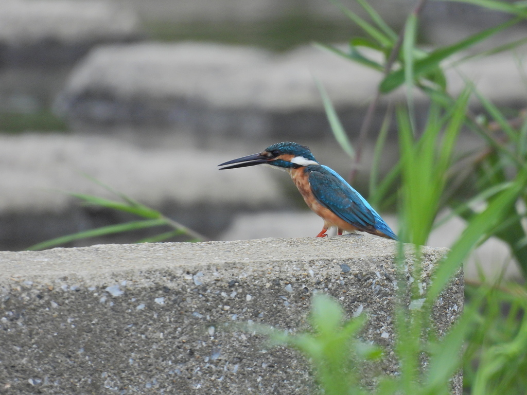 カワセミ