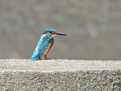 カワセミ