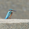 カワセミ