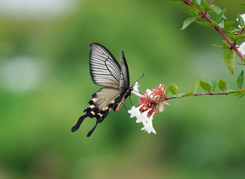 ジャコウアゲハ-2