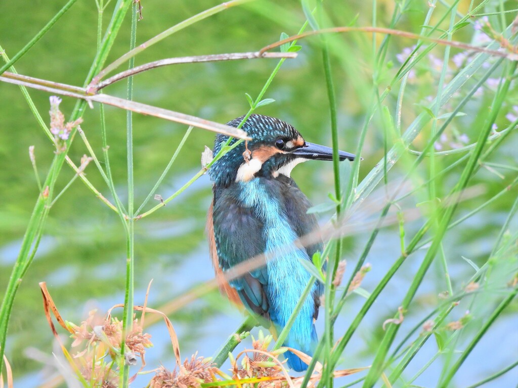 カワセミ