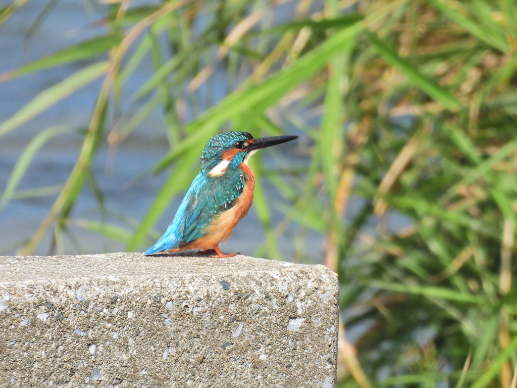 カワセミ