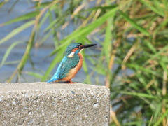 カワセミ