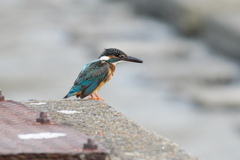 朝のカワセミ君