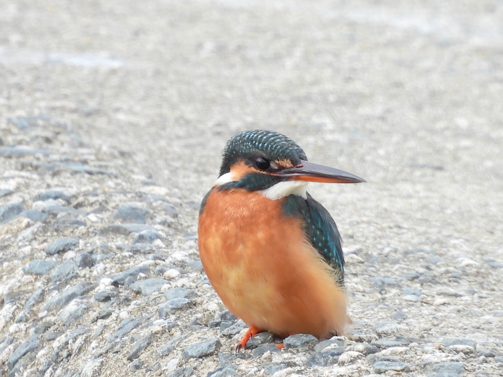 カワセミ