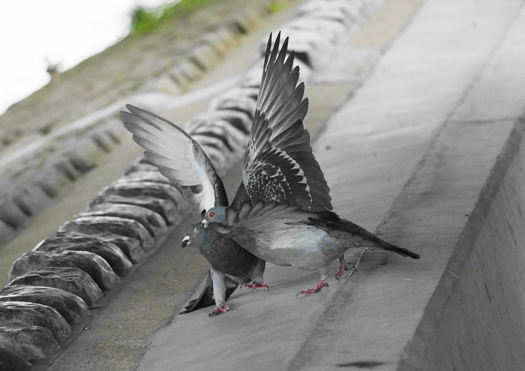 ハトの喧嘩-1