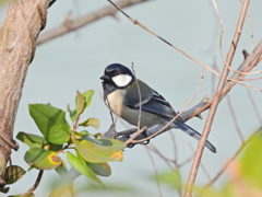 シジュウカラ