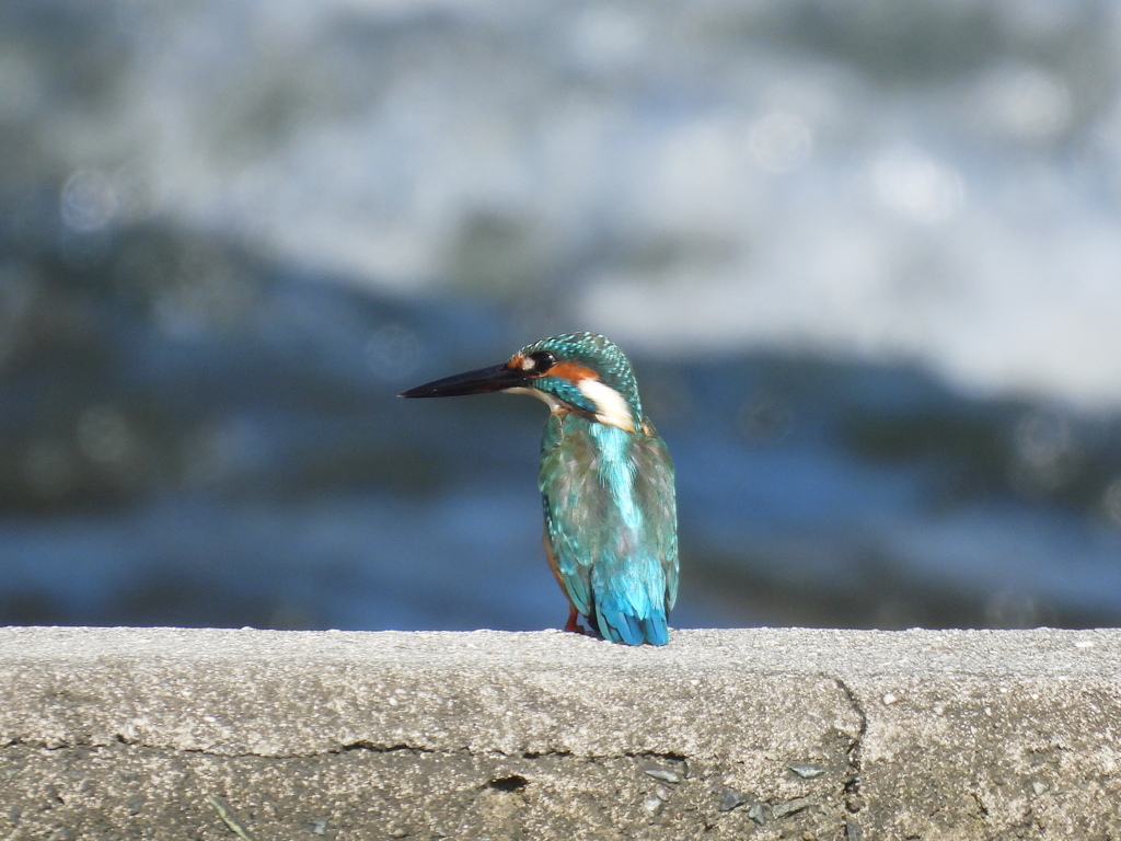 カワセミ