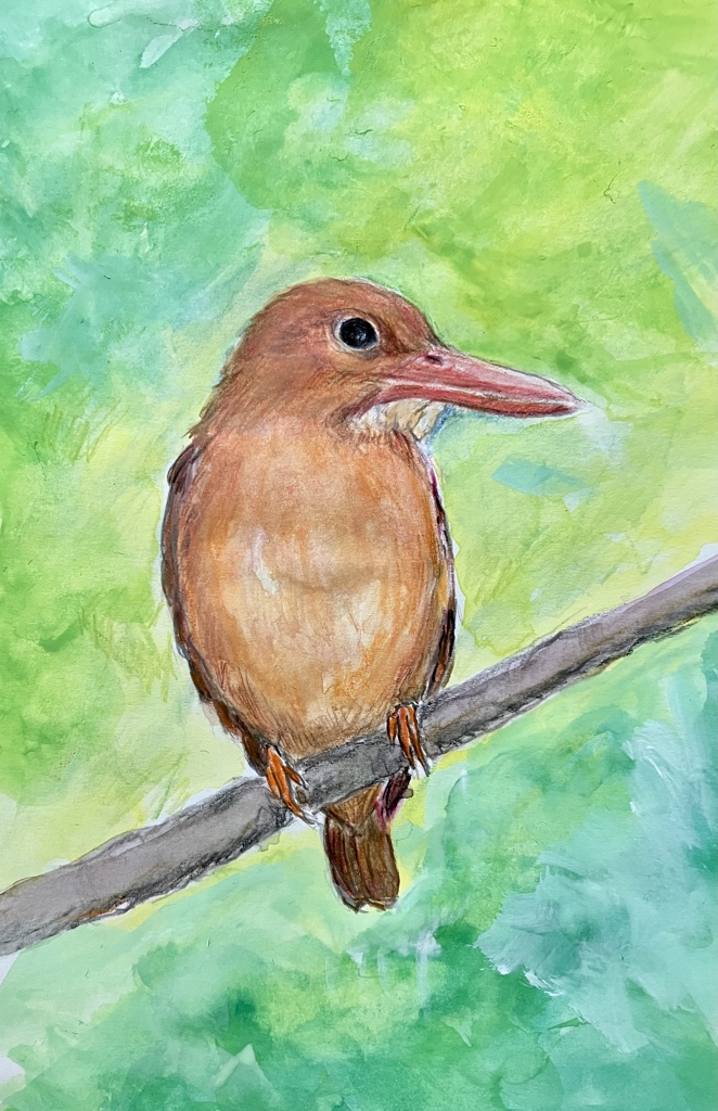 アカショウビン