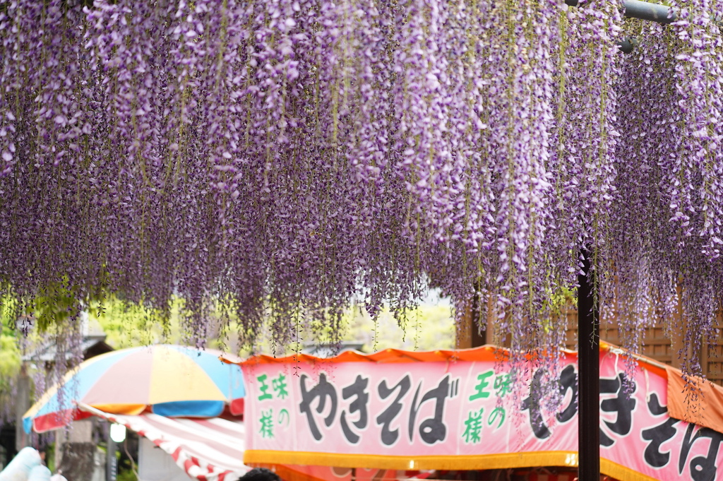 黒木大藤祭り2023