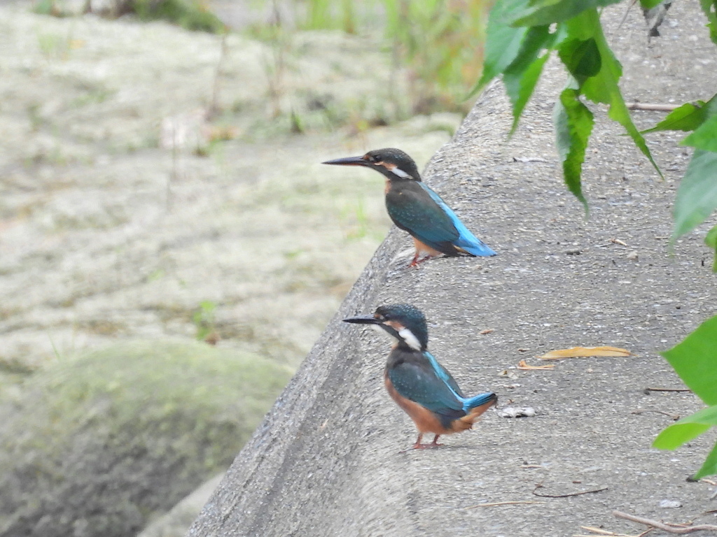 カワセミ