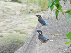 カワセミ