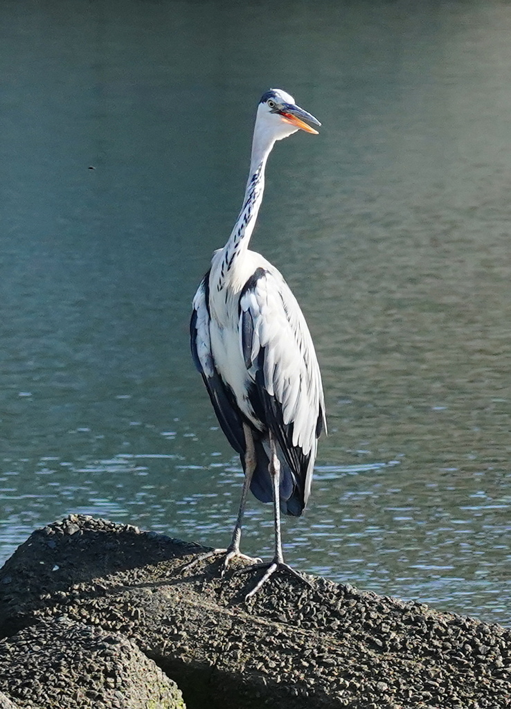 サギ