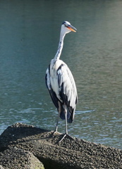 サギ