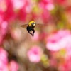 熊蜂