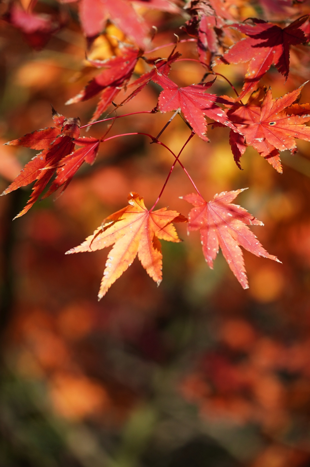 紅葉