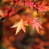 紅葉