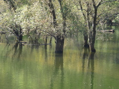 豊田湖畔公園