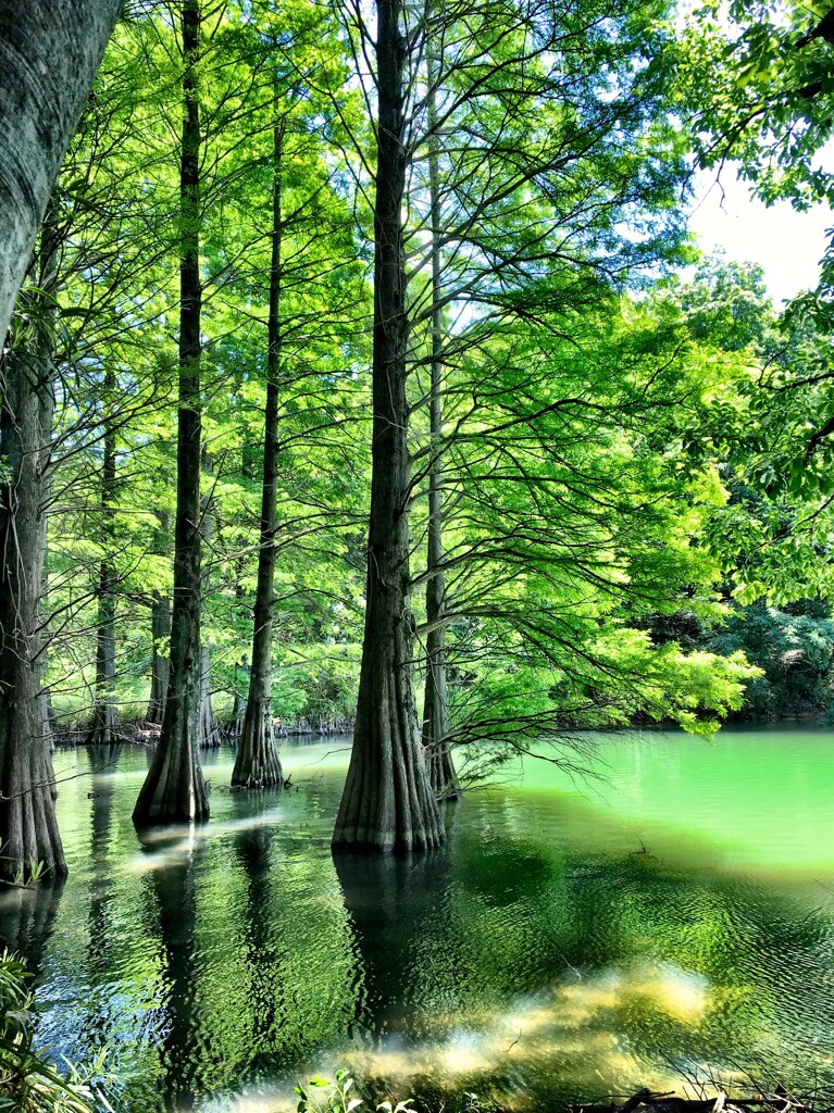 篠栗　九大の森