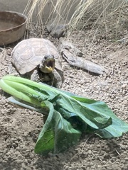 いただきますっ！