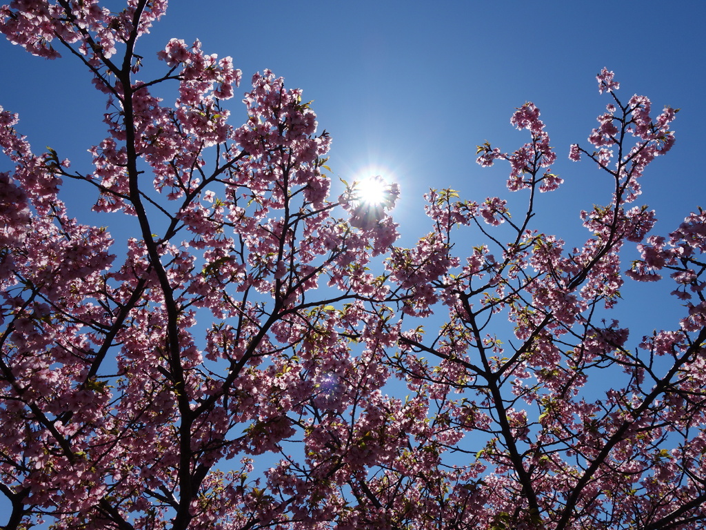桜フラッシュ