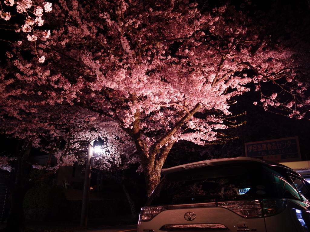 夜桜2