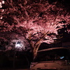 夜桜2