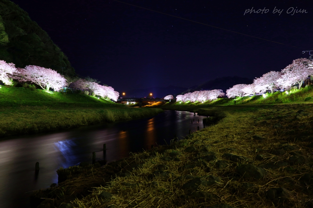 夜桜祭り