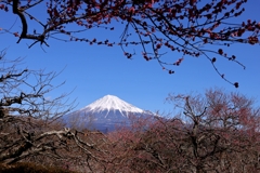 富士山色々①